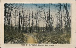 Fork in Hawkins Woods Postcard