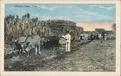 Hauling Sugar Cuba Postcard