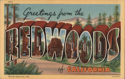 Greetings from Redwoods Postcard