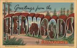 Greetings from Redwoods California Postcard Postcard Postcard