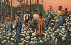 Down Where the Cotton Blossoms Grow Postcard