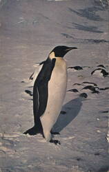 Emperor Penguin, Cape Crozier, Ross Island, Antarctica Postcard