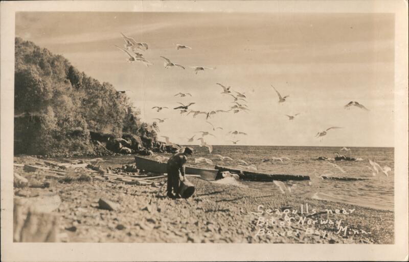 Seagulls near Bit of Norway Beaver Bay Minnesota