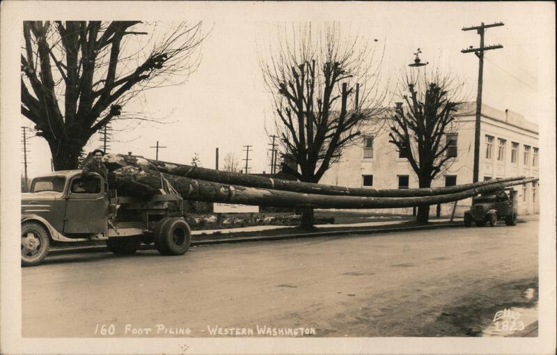 160 Foot Pilings, Western Washington Logging