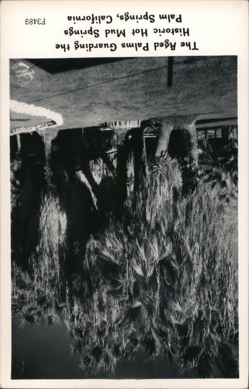 The Aged Palms Guarding the Historic Hot Mud Springs Palm Springs California