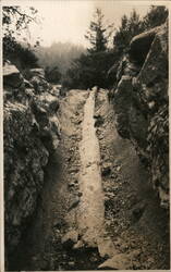 Petrified Forest Postcard