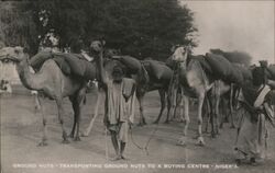 Man Transporting Ground Nuts to a Buying Centre by Camel Postcard