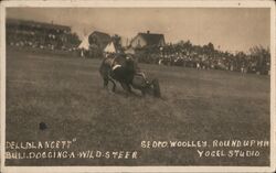 Bulldogging a wild steer at the Sedro-Woolley Roundup Postcard