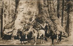 Three Soldier on Horseback, Wawona Tree Postcard