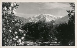Oranges and Snow-Covered Peaks Postcard