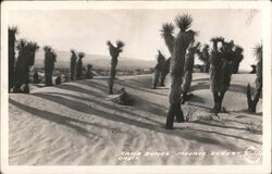 Sand Dunes in Mojave Desert Postcard