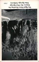 The Aged Palms Guarding the Historic Hot Mud Springs Postcard