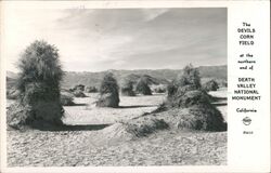 The Devil's Cornfield Death Valley National Monument Postcard