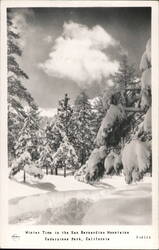 Winter Time in San Bernardino Mountains Postcard