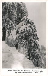 Winter Time in the San Bernadino Mountains Postcard