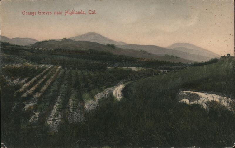 Orange Groves near Highlands, California