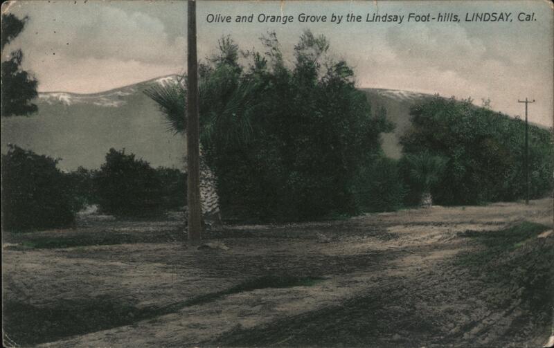 Olive and Orange Grove by the Lindsay Foot-hills California