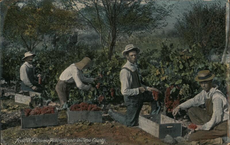 Fruitful California Picking Grapes