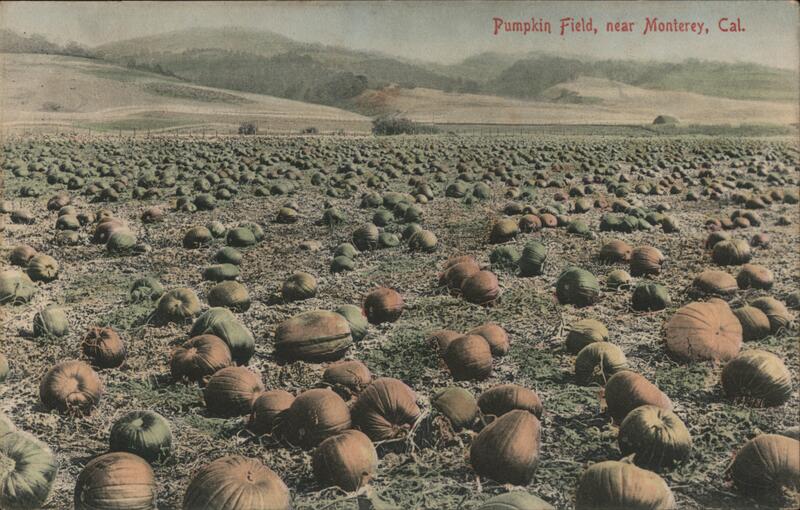 Pumpkin Field near Monterey California