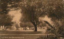 Lugo Park, San Bernardino Postcard