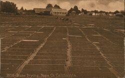 Prune Drying, Napa Co. Postcard
