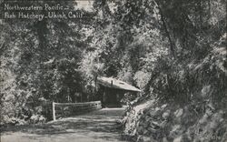 Northwestern Pacific Fish Hatchery, Ukiah, California Postcard