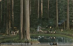 Sequoia Park Postcard