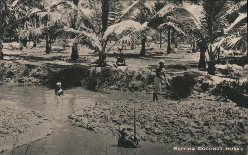 Retting Coconut Husks, Ceylon Sri Lanka Farming