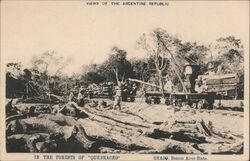 In the Forests of "Quebracho" Postcard