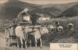 Costumi Fiorentini da Vendemmia Postcard