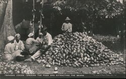 Trinidad Cocoa - Opening Pods & Extracting Beans Chocolate Postcard