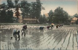 Transplanting Rice Shoots, Japan Postcard