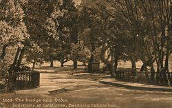 The Bridge and Oaks, University of California, Berkeley Postcard