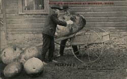 How We Do Things at Monson, Mass. Giant Potatoes Postcard