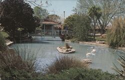 Swan Lake Motel, San Jose, California - Pond with Swans Postcard