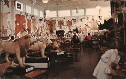 The Morse Museum Postcard