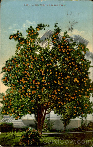 A California Orange Tree Fruit