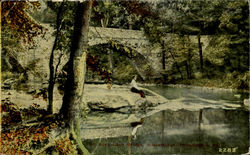 At Allen Lane Bridge Wissahickon Postcard