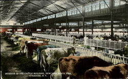 Interior Of The Cattle Building, New York State Fair Postcard