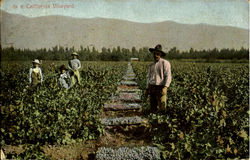 In A California Vineyard Postcard