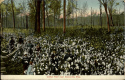 Cotton Field Greenville, MS Postcard Postcard
