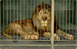 African Lion Postcard