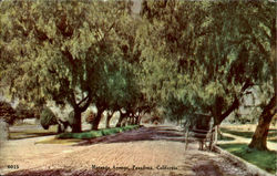 Marengo Avenue Postcard