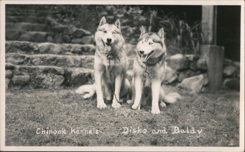 Chinook Kennels, Disko and Baldy Tamworth New Hampshire