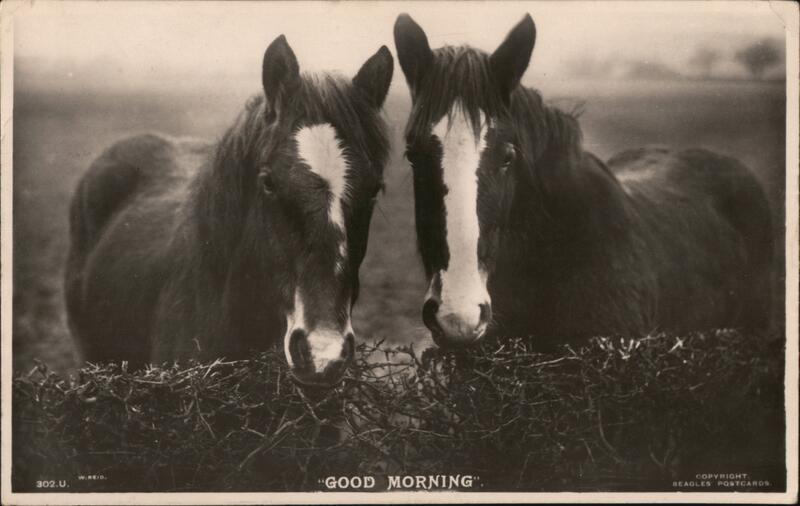 Two Horses, GOOD MORNING