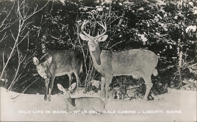 Wild Life in Maine - Near Dell Dale Cabins - Liberty, Maine