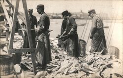 Men Processing Fish, possibly Cod Postcard