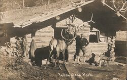 Men with Elk at Cabin, Yellowstone Park Postcard