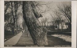 Gray Squirrel, Central City, NE Postcard
