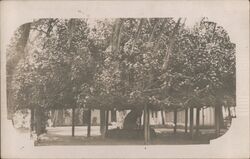 Giant Banyan Tree on Supports Postcard